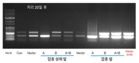 담배에 처리 후 20일의 PCR 조사 ※ Con, control; A, DNA-A 접종; B, DNA-B 접종; A+B, DNA-A 와 DNA-B 동시 접종