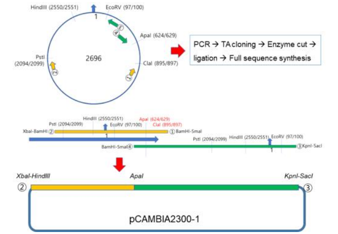 SLCV DNA-B 감염성 클론 제작 과정