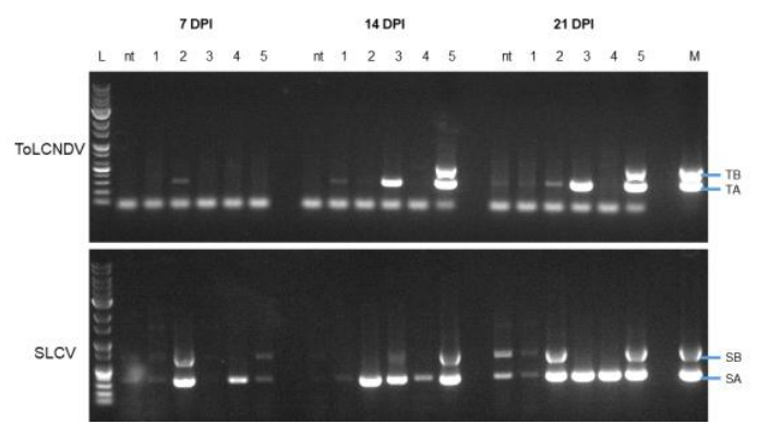 담배의 접종 조합과 접종 후 일수에 따른 PCR 결과 ※ 1, TA+TB; 2, SA+SB; 3, TA+SB; 4, SA+TB; 5, TA+TB+SA+SB ※ L, 1kb DNA ladder; M, vector (control); nt, no treatment