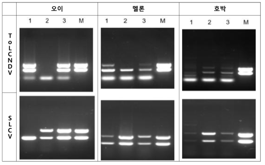 오이, 멜론, 호박의 접종 후 21일의 PCR 조사 결과 ※ 1, TA+TB; 2, SA+SB; 3, TA+TB+SA+SB; M, vector (control)