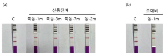 신동진벼(a)와 오대벼(b)에서 선발된 교잡개체의 immunostrip test 결과 C : GM rice(익산483)