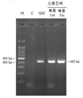 신동진벼 교잡개체의 PCR 결과 M: DNA마커, C : non-GM rice(안중벼)