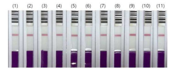 격리포장 주변에서 수집한 벼 종자의 immunostrip test 결과