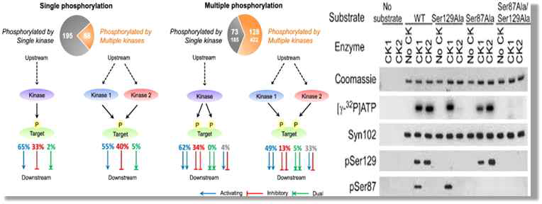 In vitro phosphorylation assay