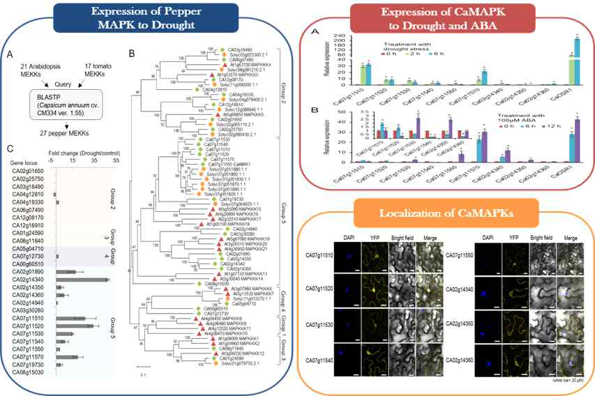 MAP kinase and SnRK2 type protein kinase