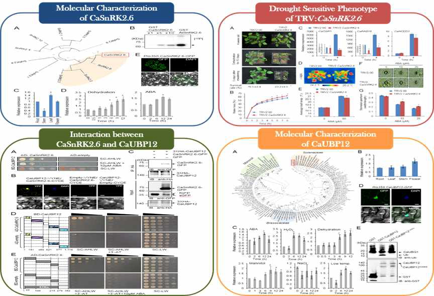 Isolation of CaSnRK2.6 and CaUBP12