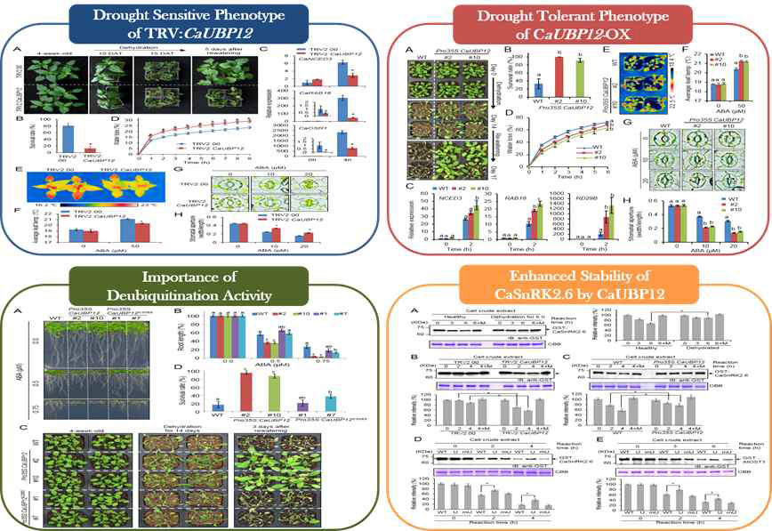 In vivo and in vitro function of CaUBP12