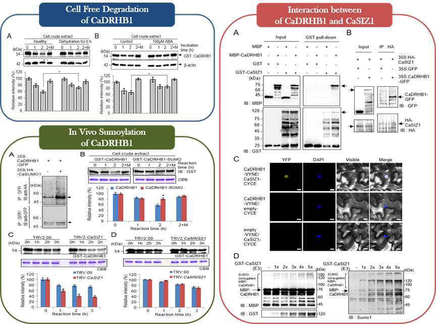 Smoylation of CaDRHB1 by CaSIZ1