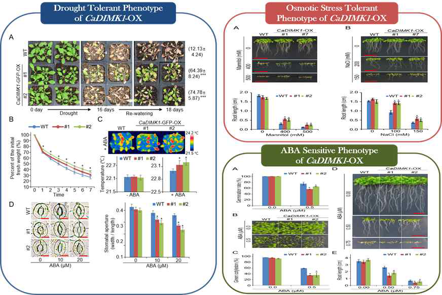 In vivo function of CaDIMK1