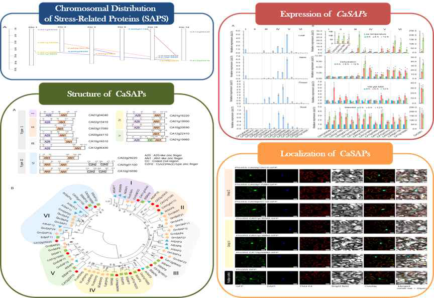 Isolation of CaSAP genes