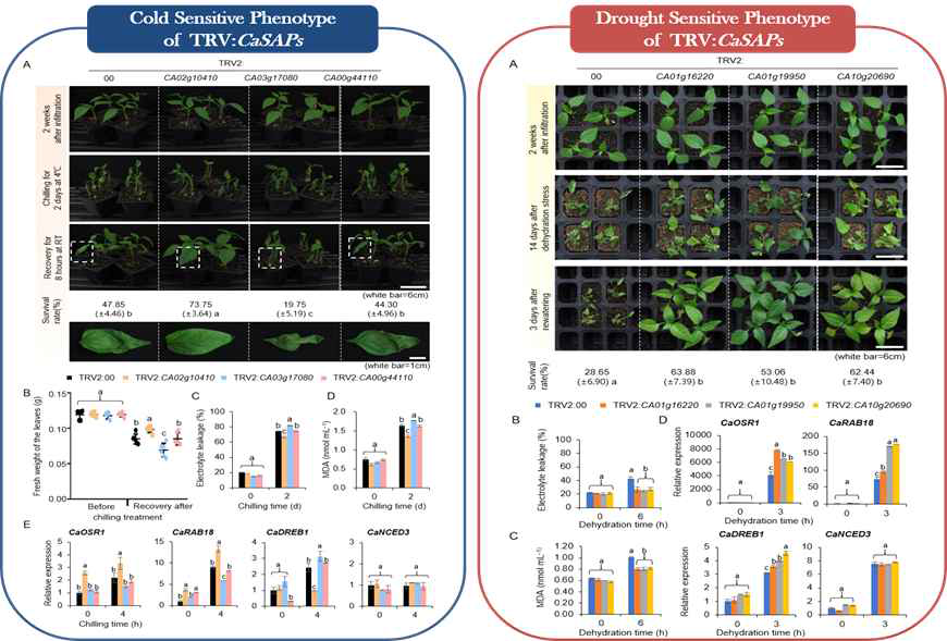 In vivo function of CaSAPs