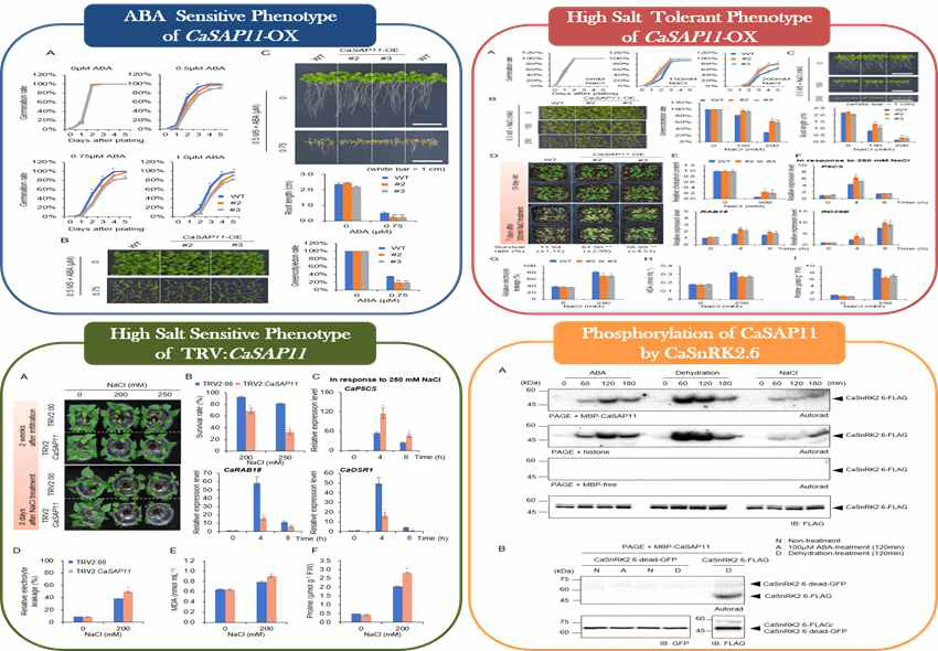 In vivo and in vitro functions of CaSAP11