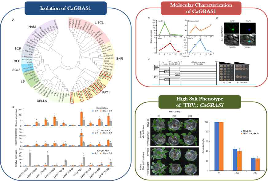 Isolation and in vivo function of CaGRAS1