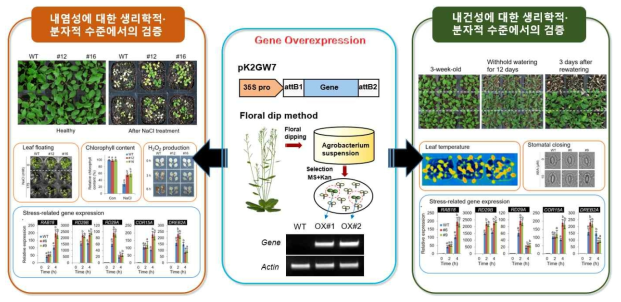 고추 유전자 과발현 식물체를 이용한 환경스트레스 내성 검증