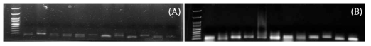 P. notoginseng 12개 염색체에서 제작된 oligoprobe의 1차 (A), 2차 (B) PCR 결과
