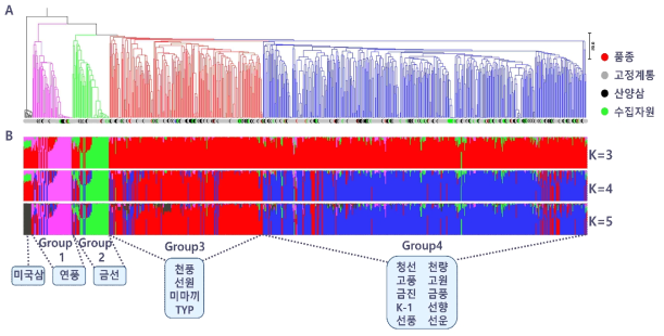 SNP 칩 유전자형 결과 이용 인삼 867개체 유연관계 및 집단 분석