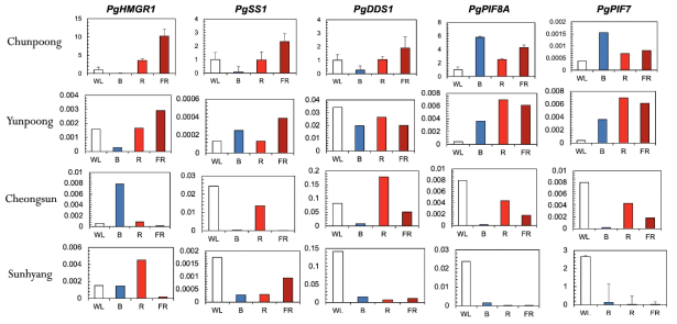 5일 동안 광질처리된 품종에 따른 진세노사이드 및 PIF 유전자들의 발현 변화 비교 분석