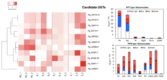 UGT 유전자의 음지조건 반응성 및 PPD/PPT type 진세노사이드 함량 변화 분석