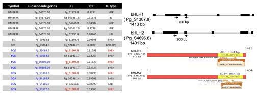 Co-expression 분석을 통한 PgDDS 유전자 발현 조절 가능 전사인자 목록 및 PgbHLH1/2의 유전자 구조