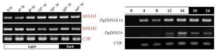 PgbHLH와 PgDDS1 유전자들의 하루주기의 발현 양상 분석