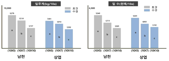 남천, 상엽 품종의 재식거리별 잎 수량성 비교