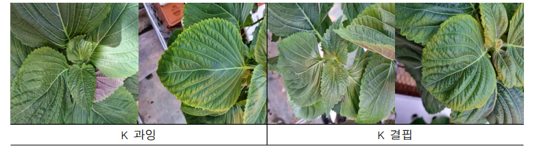 양액의 K 농도가 들깨의 생육장해 발현에 미치는 영향
