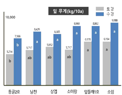 품종 및 재배양식에 따른 잎무게