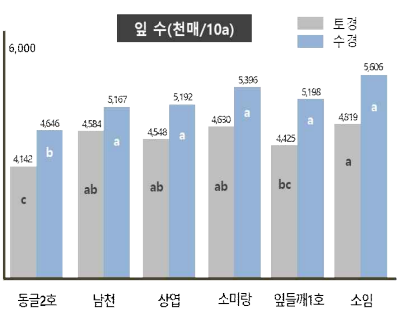 품종 및 재배양식에 따른 잎수