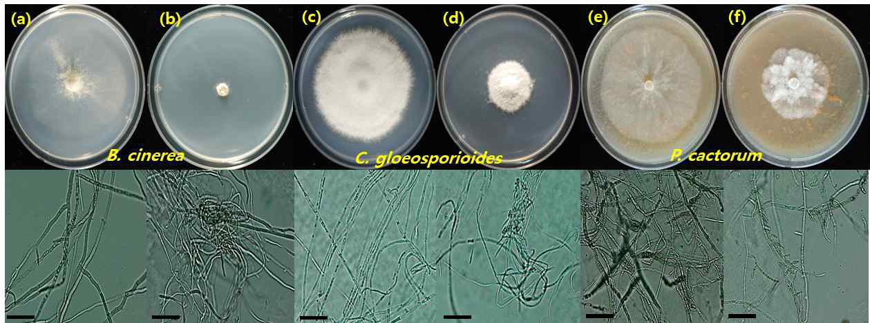 B. velezensis CE 유래 휘발성 유기물질에 의한 진균 생장억제 관찰 결과 (위 : 배지 사진, 아래 : 현미경 사진), 검은바 = 25 μm