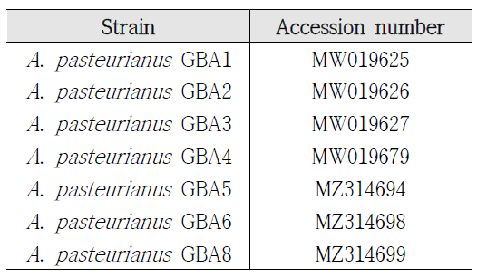 초산균의 NCBI genebank accession number