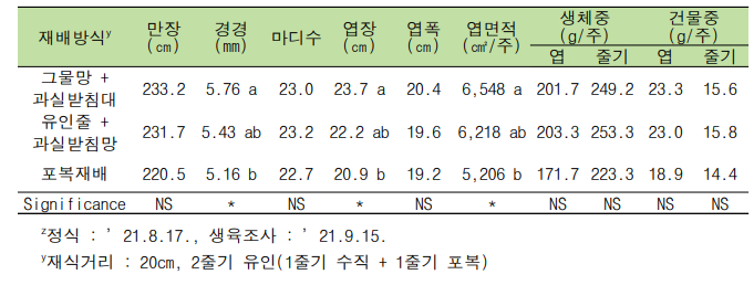 수직유인재배와 포복재배에 따른 식물체 생육 특성z (품종 : ‘블랙루비’)