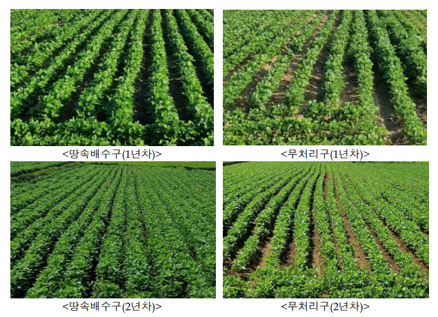 논콩 무굴착 땅속배수 설치에 따른 생육상황 비교