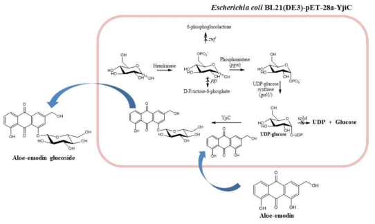 Aloe-emodin glucoside을 생산에 사용된 Escherichia coli BL21(DE3)-pET-28a-YjiC