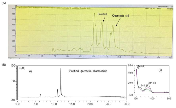 Quercetin-3-rhamnose 생합성 과정 대한 HPLC 분석. (A) (i) Quercetin 반응물; (B) 정제된 quercetin-3-rhamnoside; (i1) 정제된 quercetin-3-rhamnoside UV-VIS