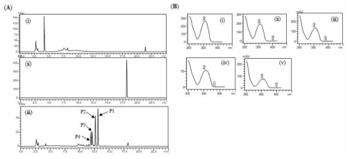 (A) HPLC analysis of resveratrol reaction mixture. (i) Control reaction for regular glucosylation reaction of DgAS; (ii) Standard resveratrol; and (iii) Regular glucosylation reaction carried out using DgAS. (B) UV-VIS analysis of major each peak from HPLC (i) Standard Resveratrol, (ii) P1, (iii) P2, (iv) P3, and (v) P4