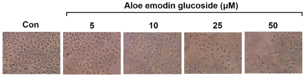 Effects of AE3G on the cell morphological change and adherent state in A549 cells