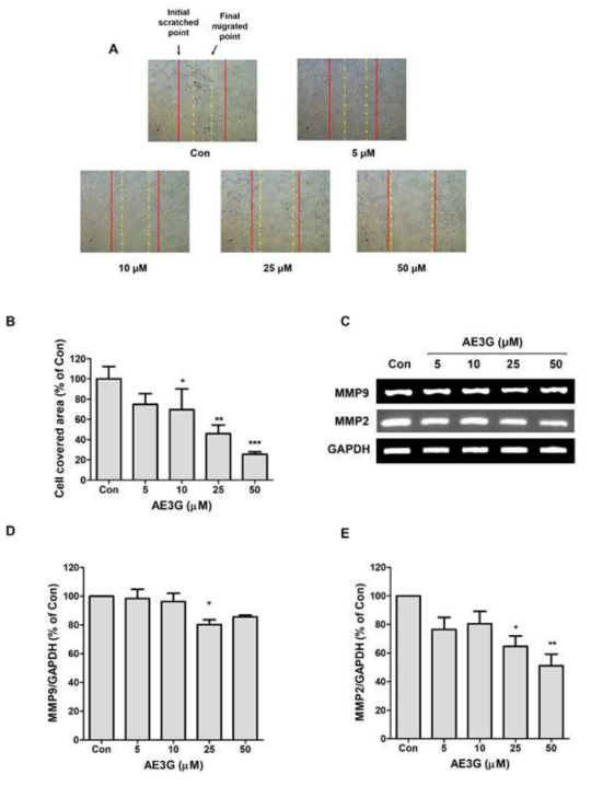 Effects of Aloe emodin glucoside on the cell migration ability in A549 cells
