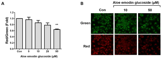 Effects of AE3G on the collapse of mitochondrial membrane potential (MMP) in A549 cells