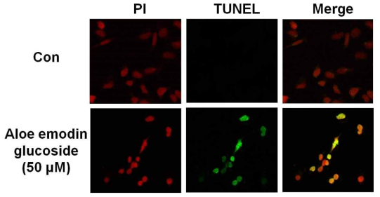 Effects of AE3G on the DNA fragmentation in A549 cells