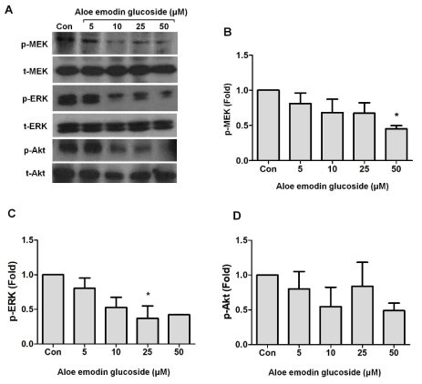 Effects of AE3G on the MEK/ERK and Akt signaling pathway