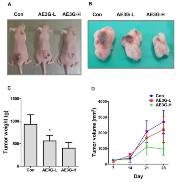 Effects of AE3G on human NSCLC cancer growth in vivo