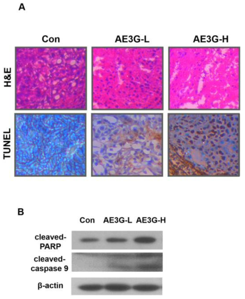 AE3G induces apoptosis in lung tumour tissues of human NSCLC xenografts