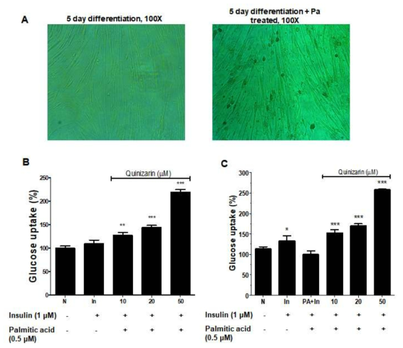 Glucose uptake effects of Quinizarin on C2C12 cells were determined by 2-NDBG assay. (A) Morphology of differentiated C2C12 cells and to induced in insulin resistance. (B) Differentiated C2C12 cells. (C) Differentiated C2C12 cells induced in insulin resistance