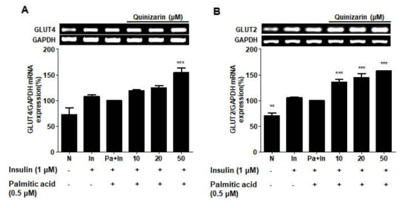 Eeffects of mRNA expression in Quinizarin on C2C12 cells were determined by RT-PCR. (A) GLUT4 mRNA expression. (B) GLUT2 mRNA expression