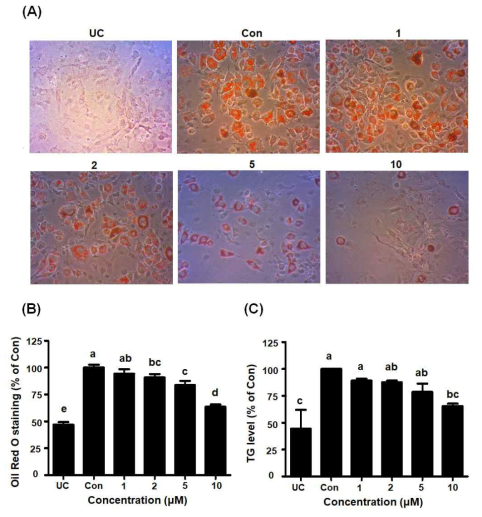Effects of quinizarin on lipid accumulation and TG levels in 3T3-L1 cells