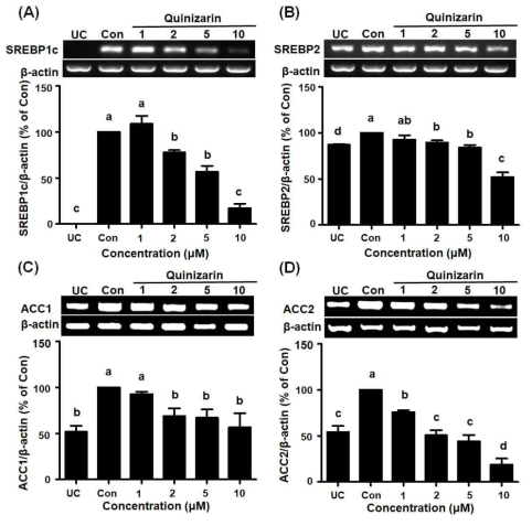 Quinizarin attenuates the mRNA expression of lipogenic marker genes in 3T3-L1 cells