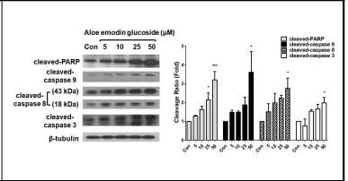세포 사멸 경로 인자인 PARP, caspase 9, 8, 3의 활성화를 통한 Aloe emodin glucoside의 인간 폐암세포주 (A549 cells) 사멸 촉진능