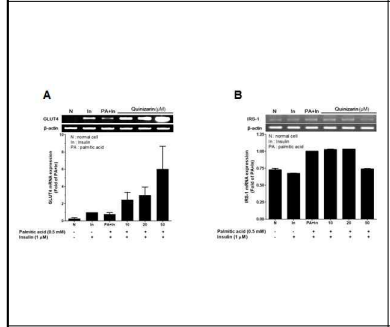 Quinizarin이 인슐린 저항성이 유도된 근육세포 (C2C12 cells)에서의 (A) GLUT4 mRNA 발현 증가 및 (B) IRS-1 mRNA 발현 감소에 미치는 영향