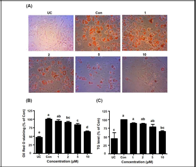 천연 페놀릭 화합물 Quinizarin에 의한 마우스 지방세포 (differentiated 3T3-L1 cells)에서의 (A), (B) 지질 축적 억제 및 (C) 중성지방 함량 감소