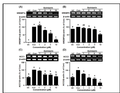 Quinizarin이 마우스 지방세포 (differentiated3T3-L1 cells)에서 지질합성에 관여하는 인자인 (A)SREBP1c, (B) SREBP2, (C) ACC1, (D) ACC2의 mRNA 발현 감소에 미치는 영향